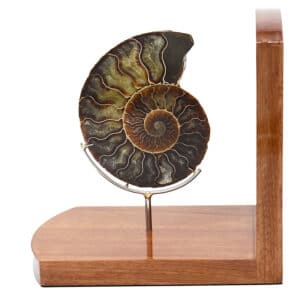 Ammonite Bookends